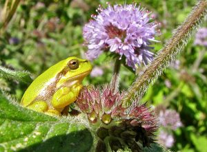 Atlas de la biodiversité communale