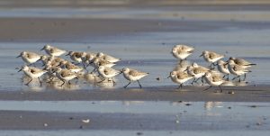 Sortie ornithologique avec Bretagne vivante