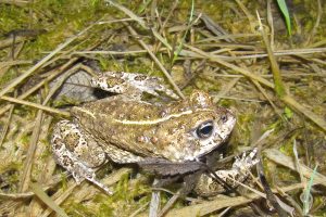 Crapaud calamite