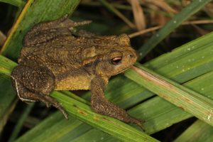 Crapaud épineux