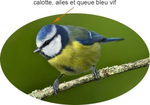 La mésange bleue