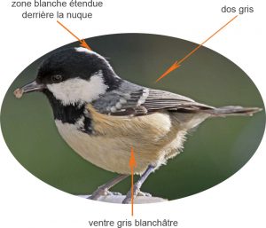 La mésange noire