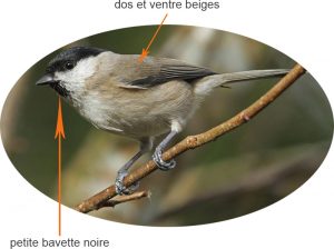 La mésange nonette