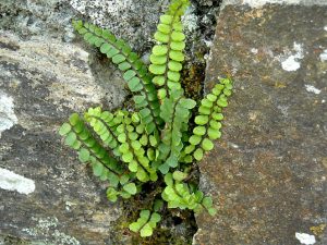 La capillaire des murailles