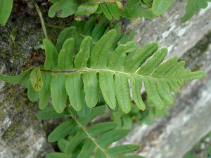 Le polypode du chêne