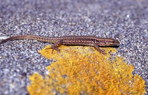 Le lézard des murailles (crédit photo : G. Guihard)