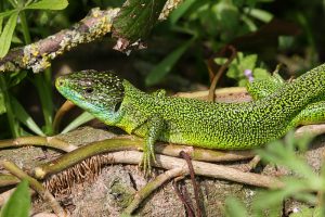 Le lézard vert (crédit photo : André Fouquet)