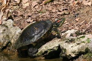 Tortue à oreillons rouges • crédit photo : André Fouquet